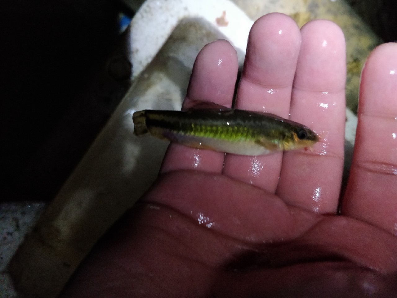 原来钓鲫鱼的诀窍在这里,春钓鲫鱼用什么饵料最好