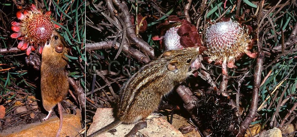 植物与植物之间发生的故事三年级,植物相爱相杀