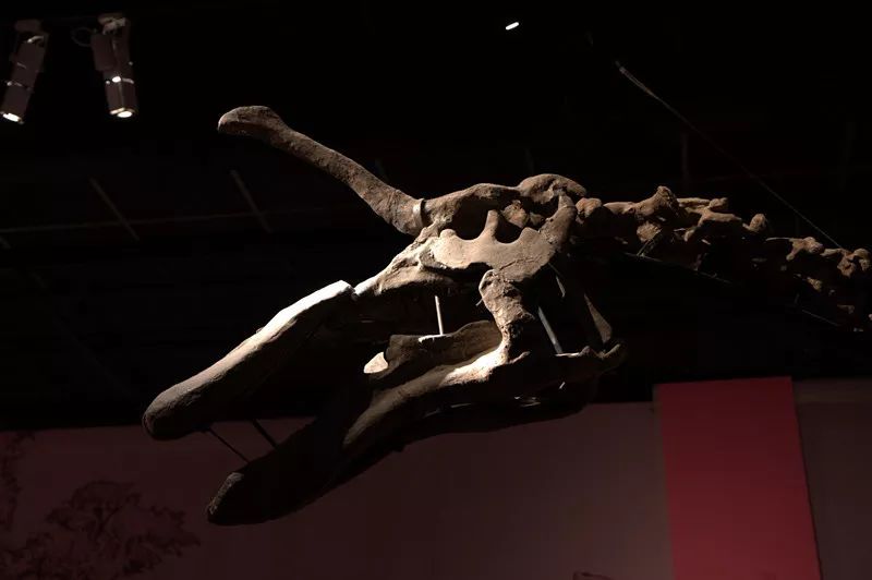 中国最厉害的十大恐龙,恐龙中国第一龙