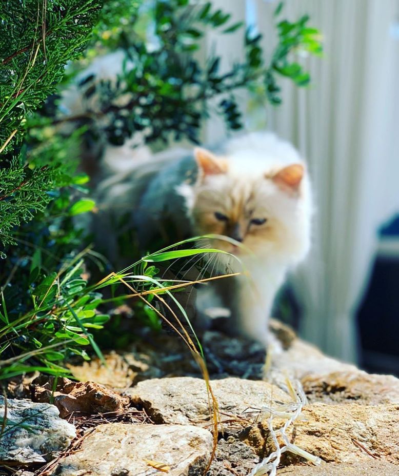 继承老佛爷遗产的猫怎么样了,老佛爷的猫咪现在怎么样了