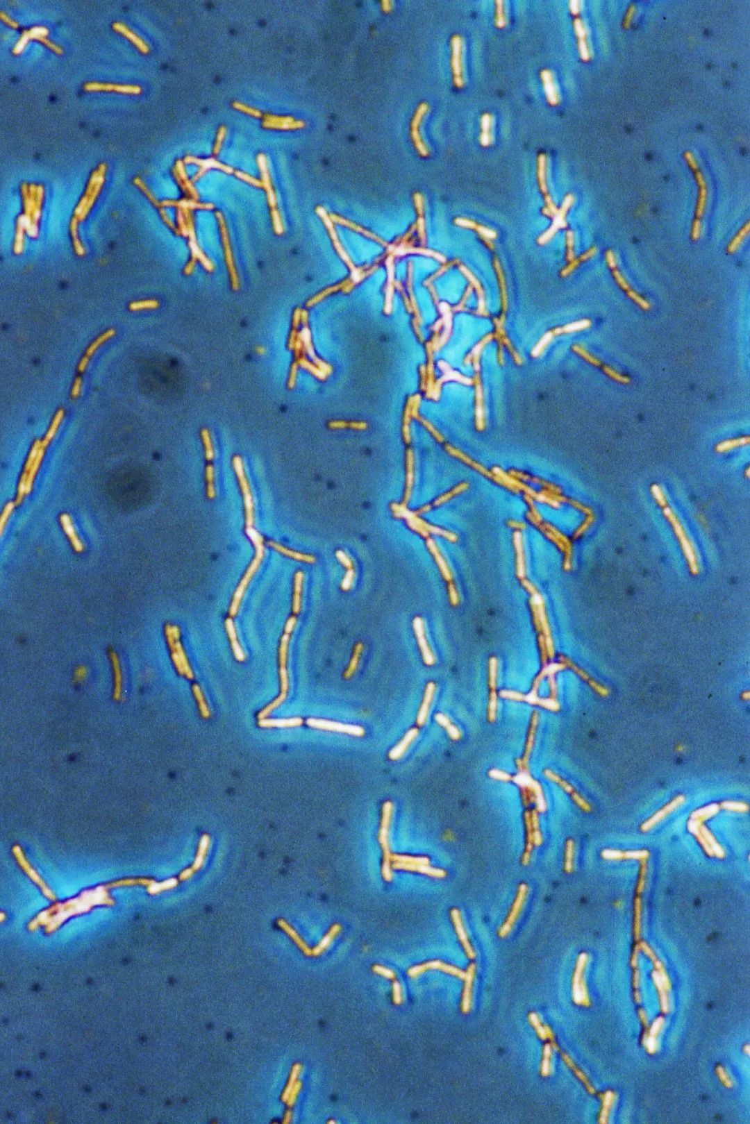 鍋囧鐥呮瘨鎰熸煋浜嗕綘,鍋囧鐥呮瘨鎰熸煋浜嗘垜