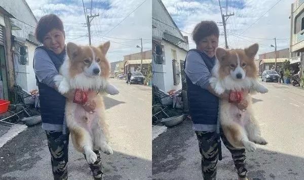 别人家的柯基vs自家的柯基,柯基加松狮是什么样的狗