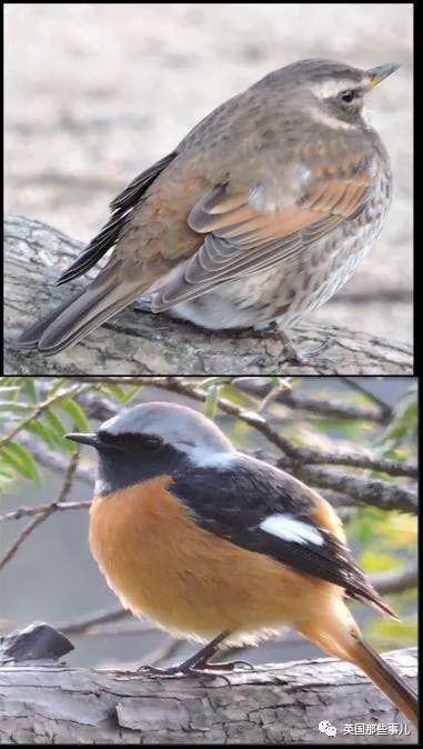 同样是冬天胖成球，凭什么鸟球就这么可爱