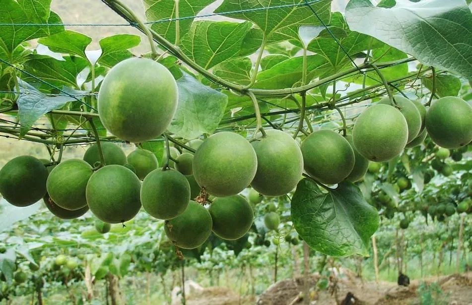 罗汉果的传说有哪些,罗汉果的历史到底有多大