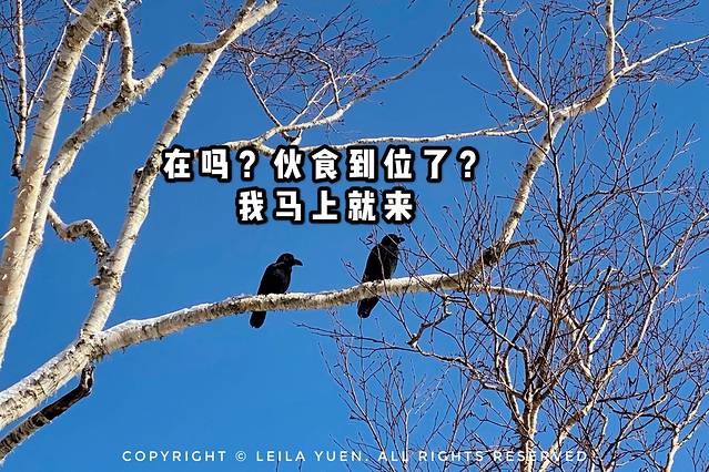 日本购买新冠口罩,去日本买口罩的便宜吗