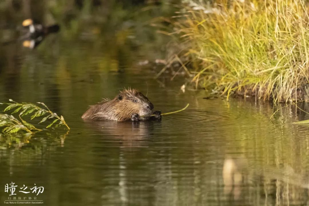盘点被吃灭绝的动物,被吃最惨的外来物种