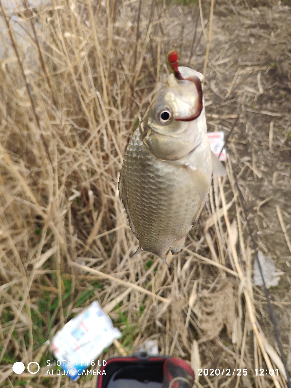 本人野钓经验总结范文怎么写,万峰湖野钓经验