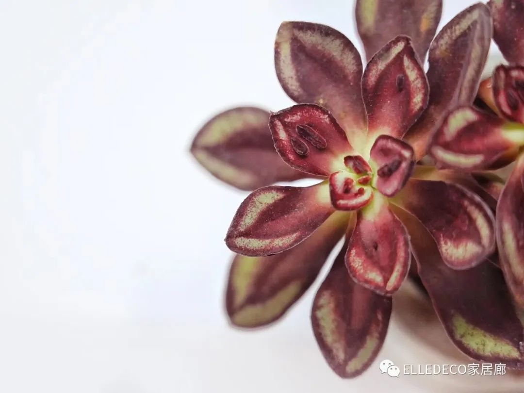 编辑们都下海了……