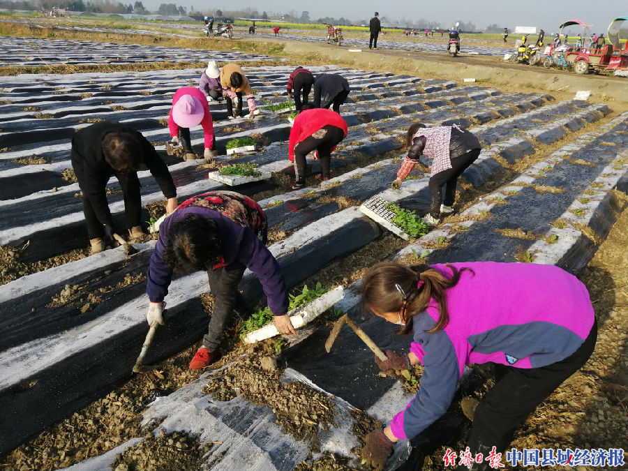 四川什邡雪茄,什邡雪茄种植地方在哪里