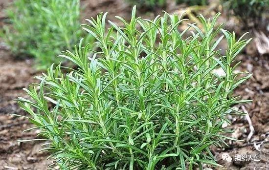 德国老太太用什么洗发水,93岁德国老太太