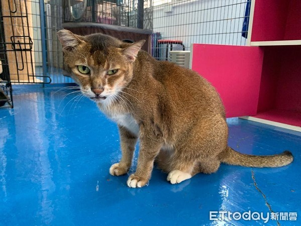 耳朵长瘤动手术,耳朵长瘤切除