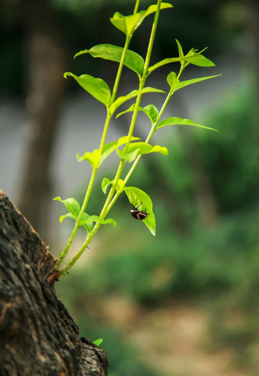 听春之声,听春之声圆舞曲感悟