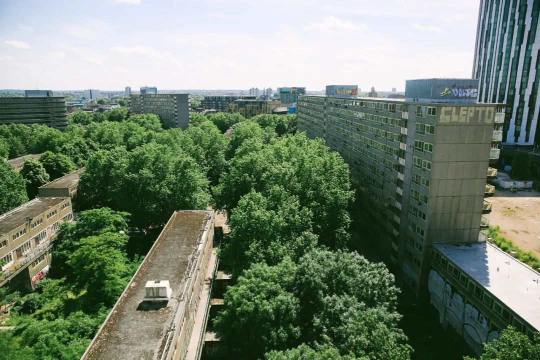 一起来植树的视频,今天适合植树吗