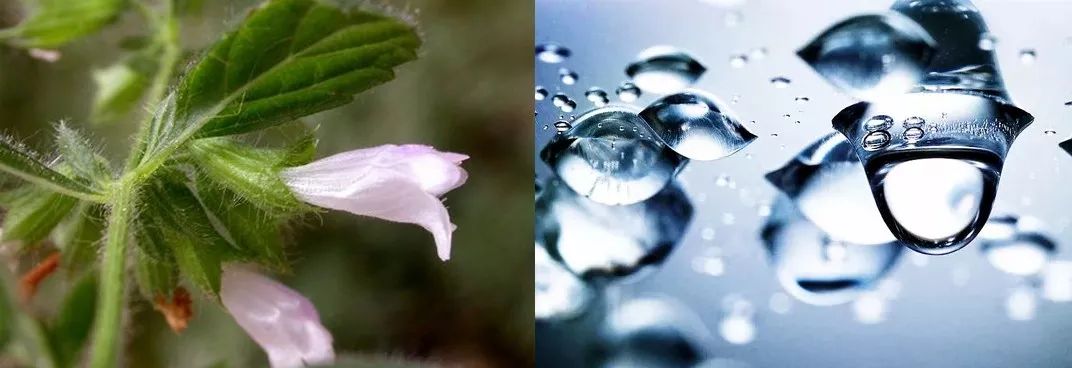 10鍒嗛挓娓呴櫎榛戝ご绮夊埡,榛戝ご绮夊埡鎸ゅ帇娓呯悊姣涘瓟绮楀ぇ