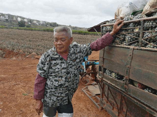 战疫助农在行动努力卖枇杷,战疫助农安徽省贫困县优质农产品
