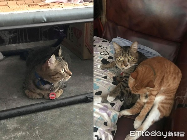 虎斑看起来很吓人,虎斑看镜头