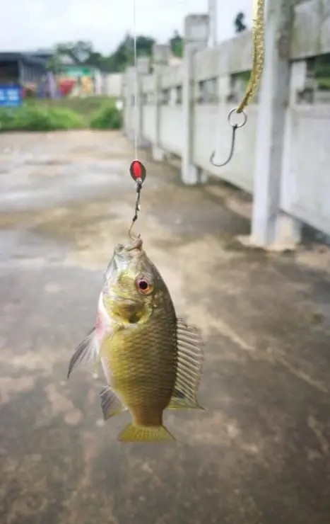 路亚一步到位还是循序渐进好,摸索反思