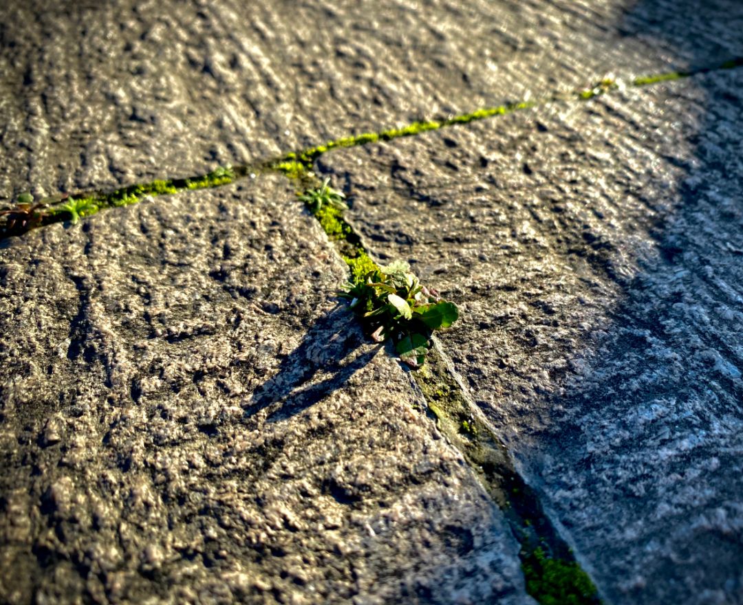 理清思路，明确目标：孩子休学后家长的学习指南｜|渡过