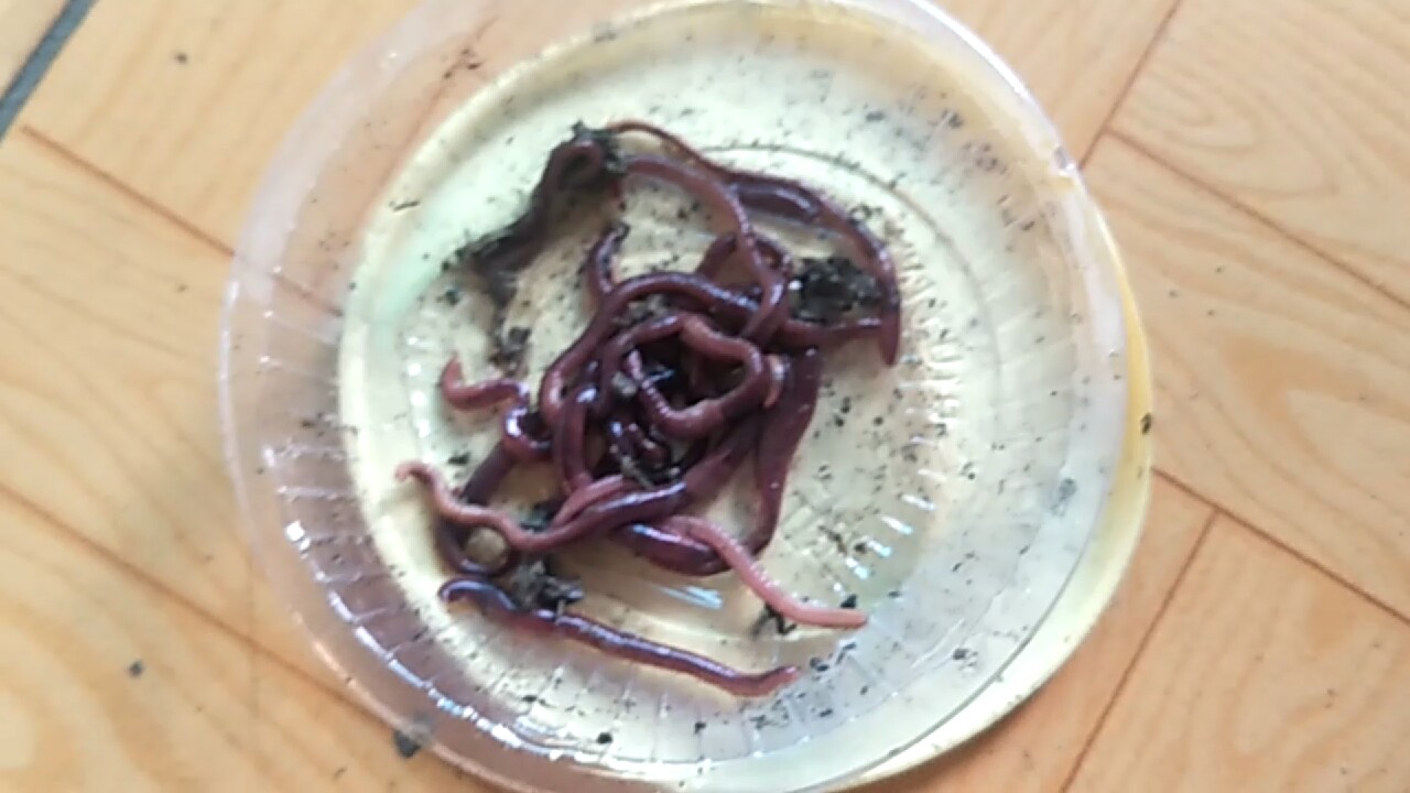 自制养蚯蚓神器,自制鱼饵神器大全