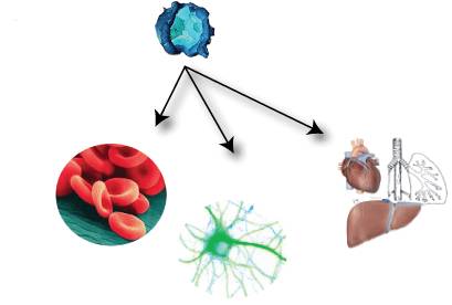 汇总：干细胞治疗退行性疾病