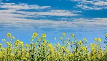 成都田园风光旅游攻略,成都旅游攻略清吧