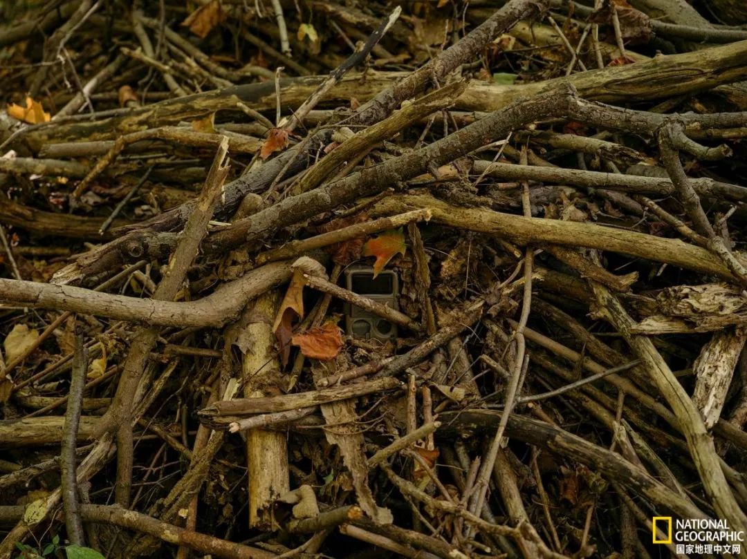 人参大战莱菔子,人参大战灵芝