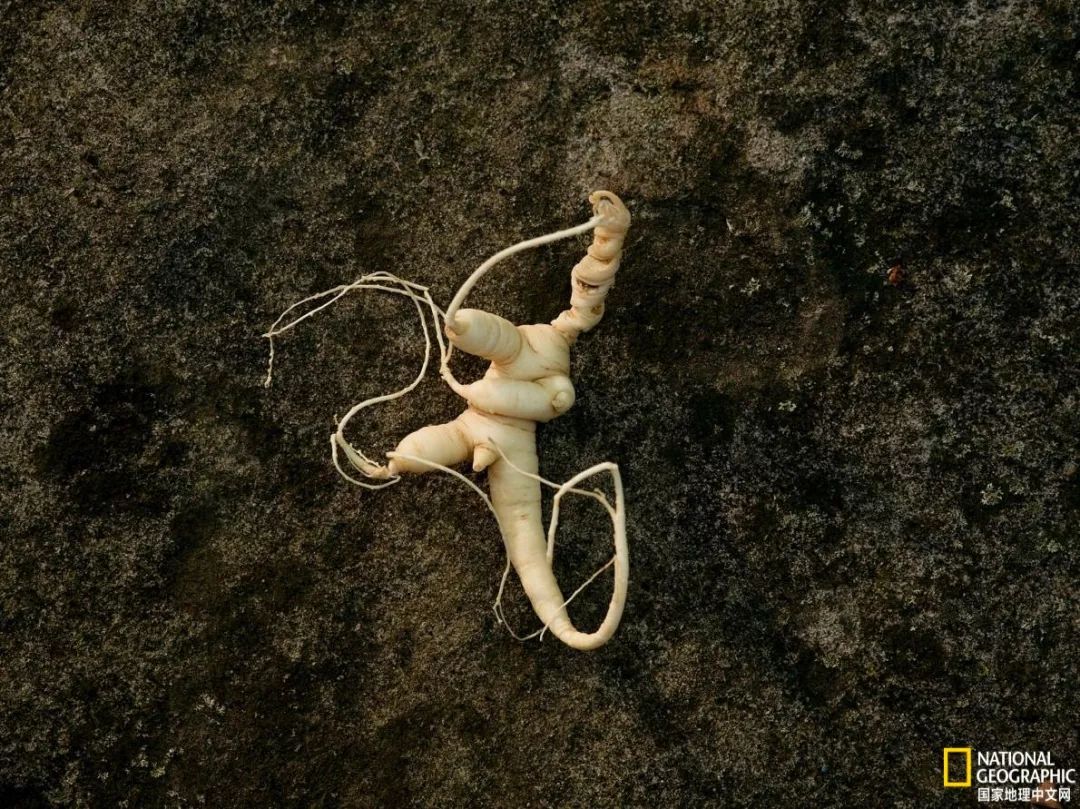 人参大战莱菔子,人参大战灵芝