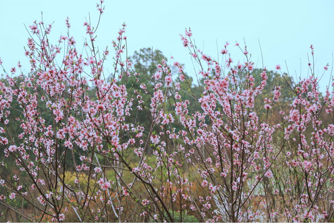 南京赏花地图请收好,江宁赏花好去处