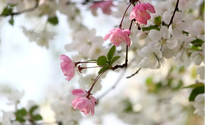 南京赏花地图请收好,江宁赏花好去处