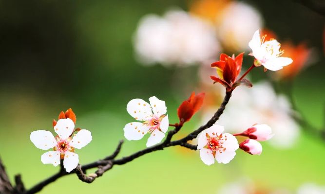 南京赏花地图请收好,江宁赏花好去处