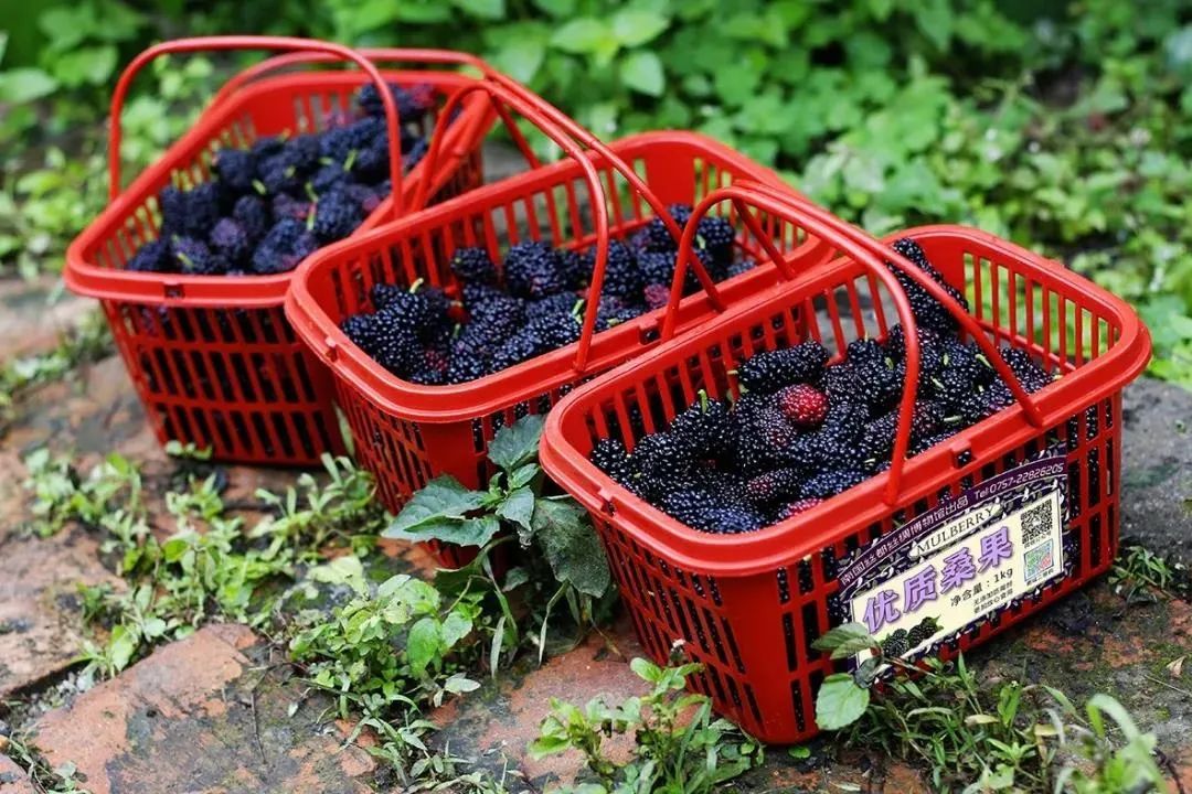 佛山黄岐文体中心最新进展,佛山最新景区活动