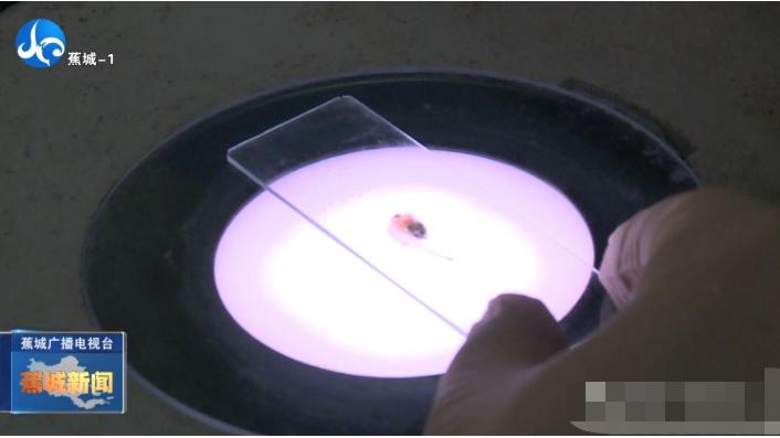 春季大黄鱼病害问题如何防治？别急，省农科院专家为您支招