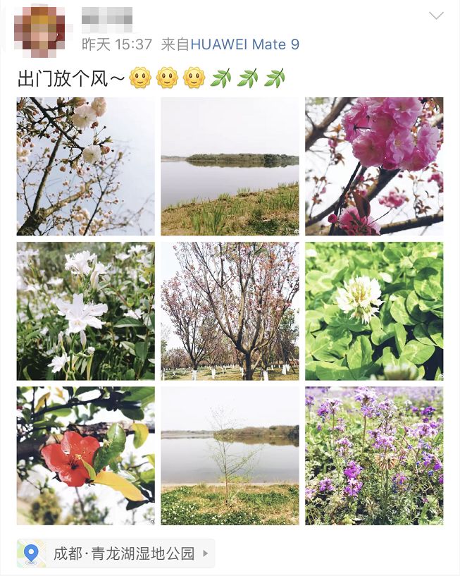 武大樱花雨现场,武大樱花周日还有票吗