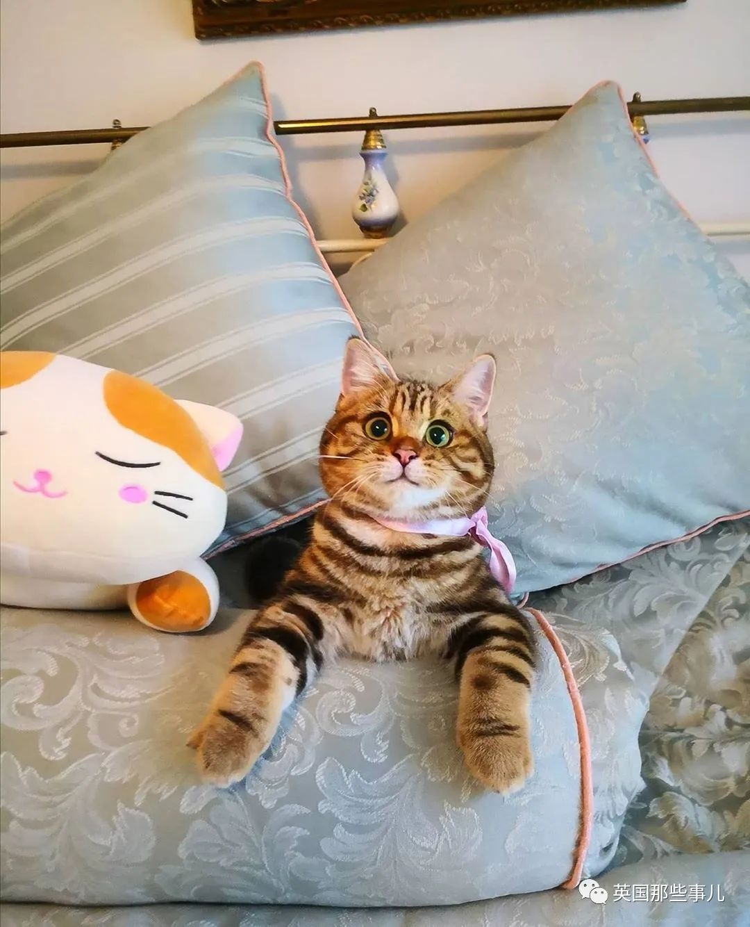 高颜值会笑的橘猫,又可爱又萌萌哒的小橘猫