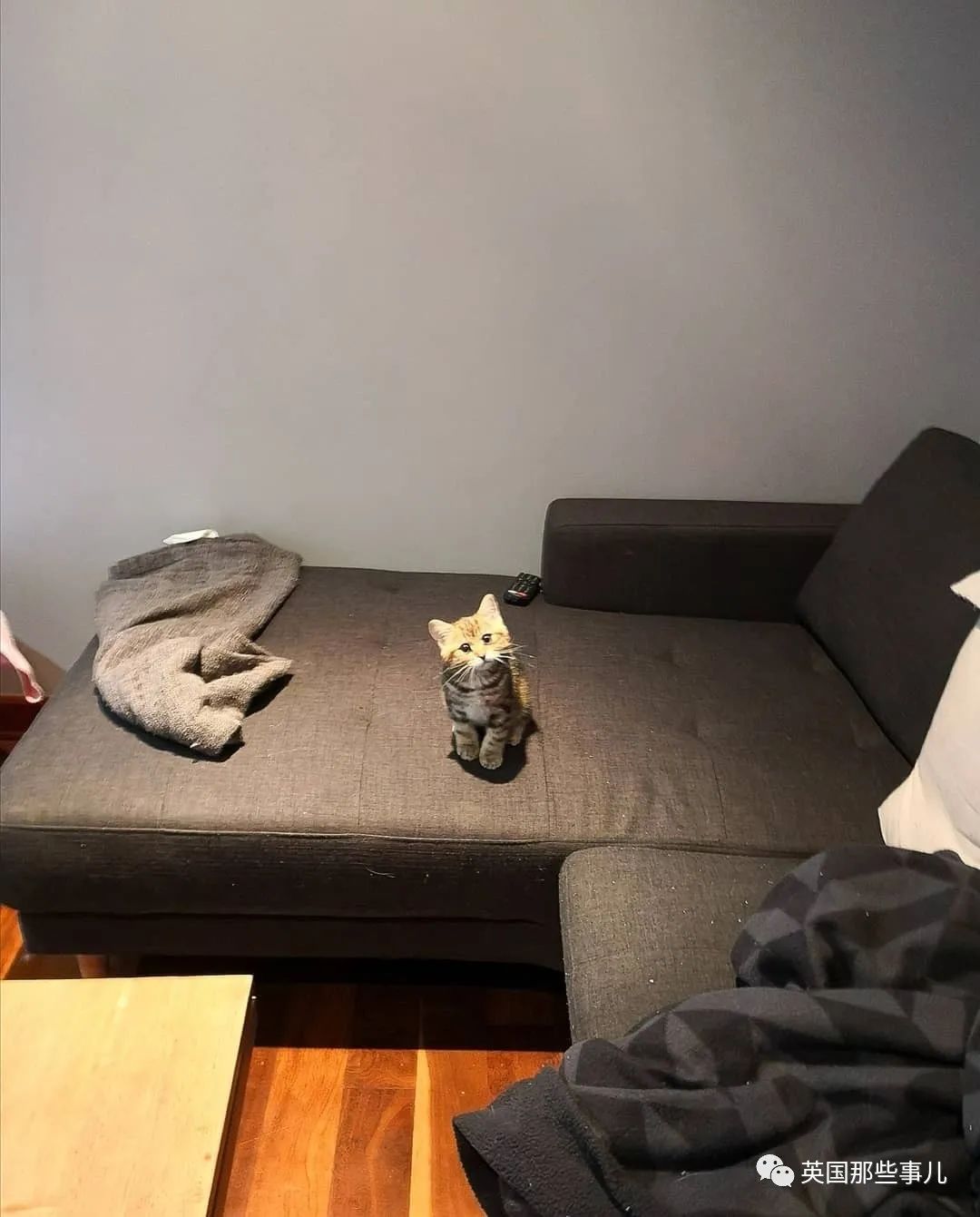 高颜值会笑的橘猫,又可爱又萌萌哒的小橘猫