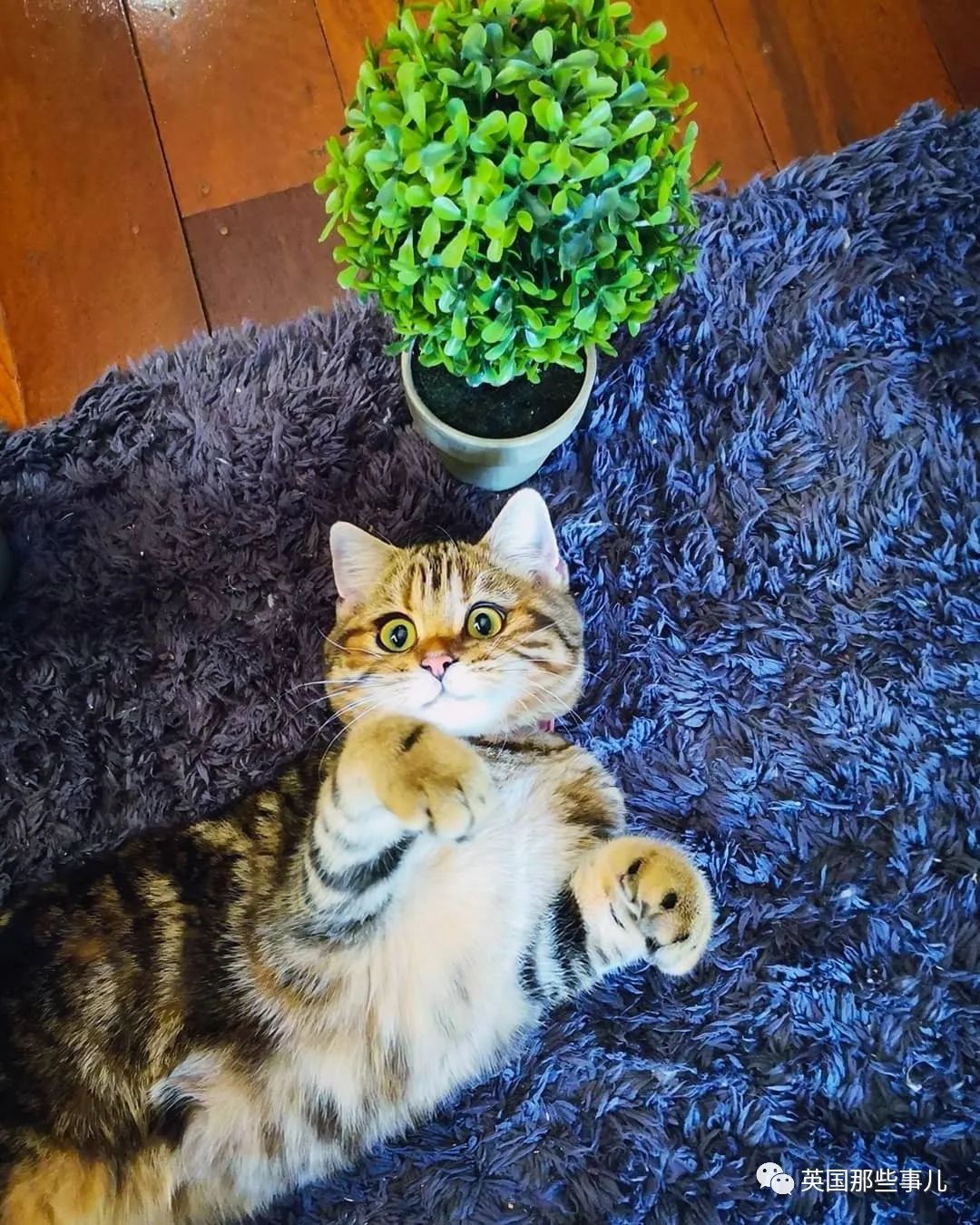 高颜值会笑的橘猫,又可爱又萌萌哒的小橘猫