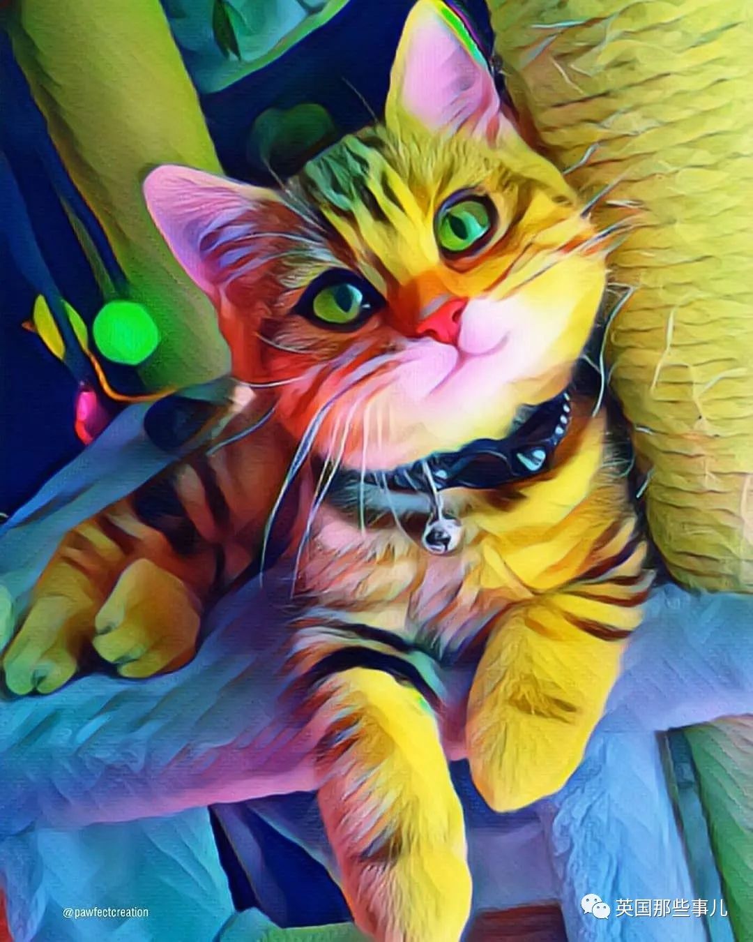 高颜值会笑的橘猫,又可爱又萌萌哒的小橘猫