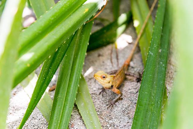 小狮妹骑摩托车,小狮妹最新视频