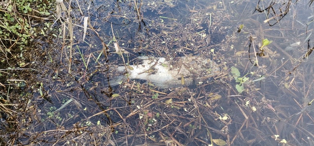 春天红虫钓鱼实战测试,春天矶竿滑漂钓鲫鱼视频