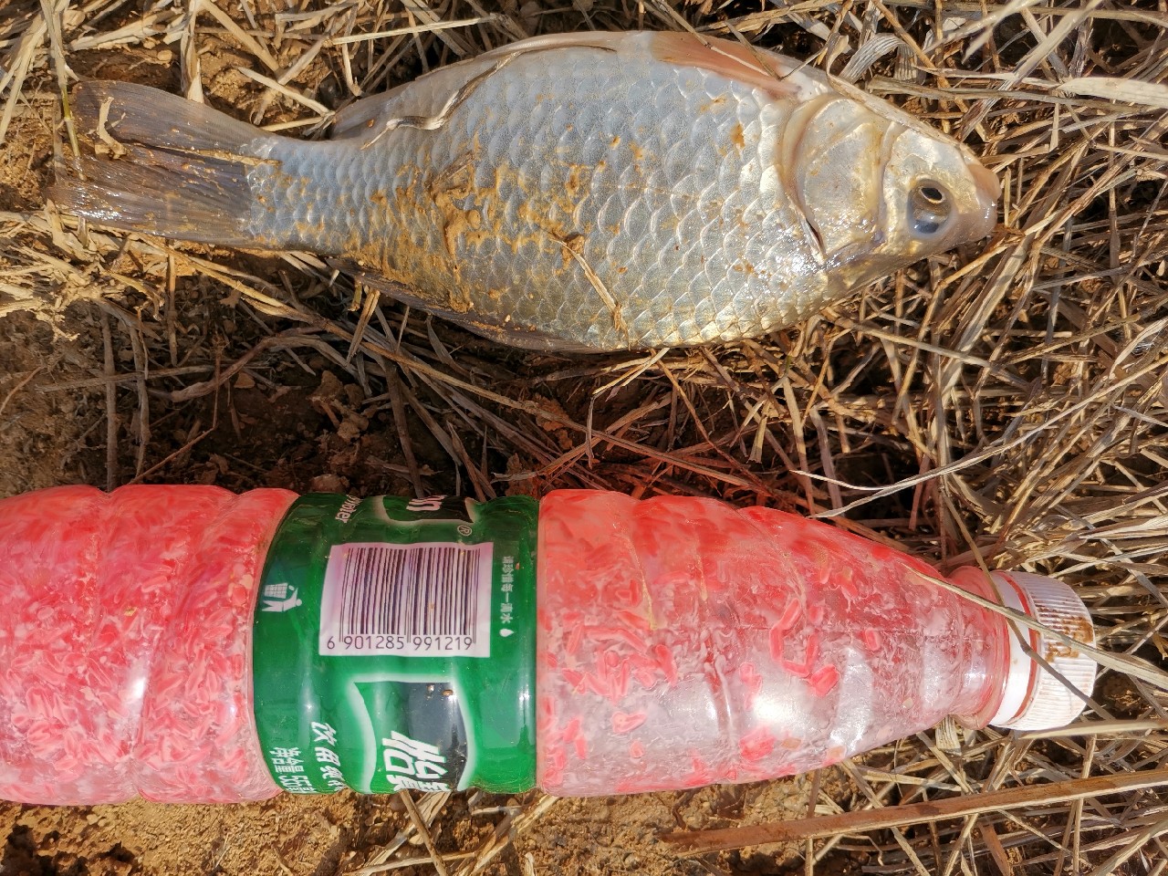 春天红虫钓鱼实战测试,春天矶竿滑漂钓鲫鱼视频