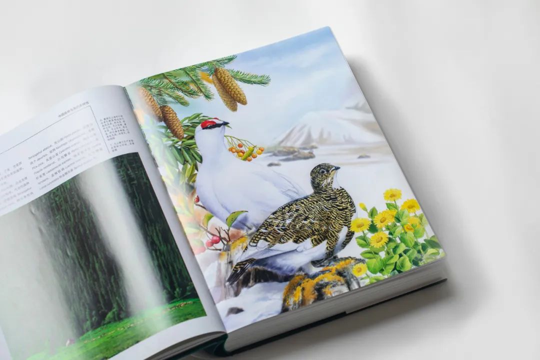 自然之友保护绿孔雀,绿孔雀保护措施