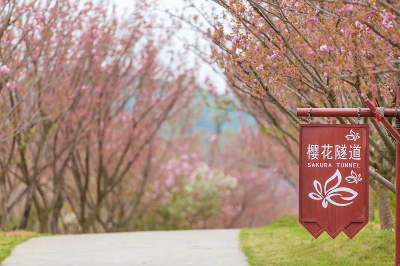 南京江宁网红打卡点有哪些,春日限定江宁新晋网红打卡点出炉