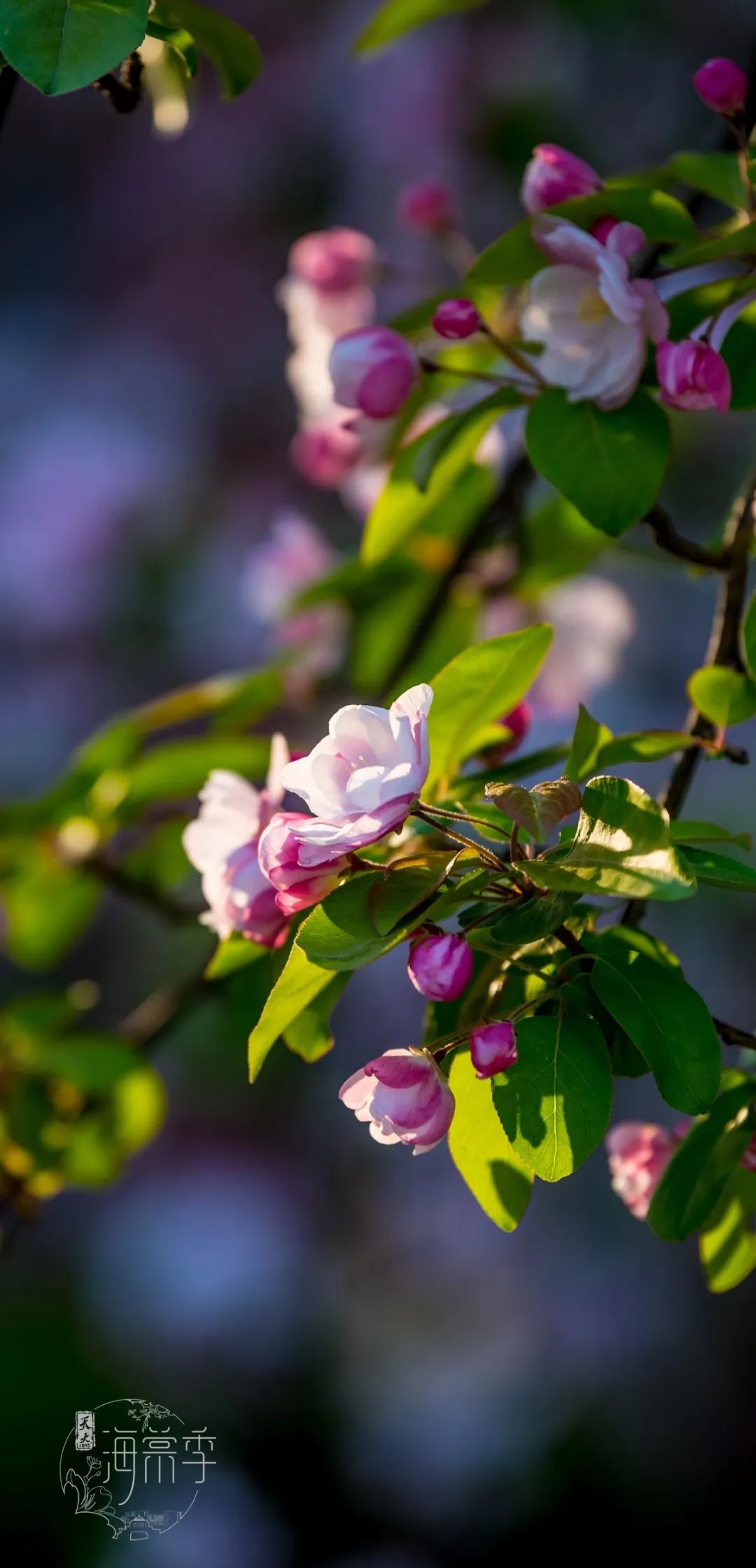 大海棠壁纸,大小海棠手机壁纸