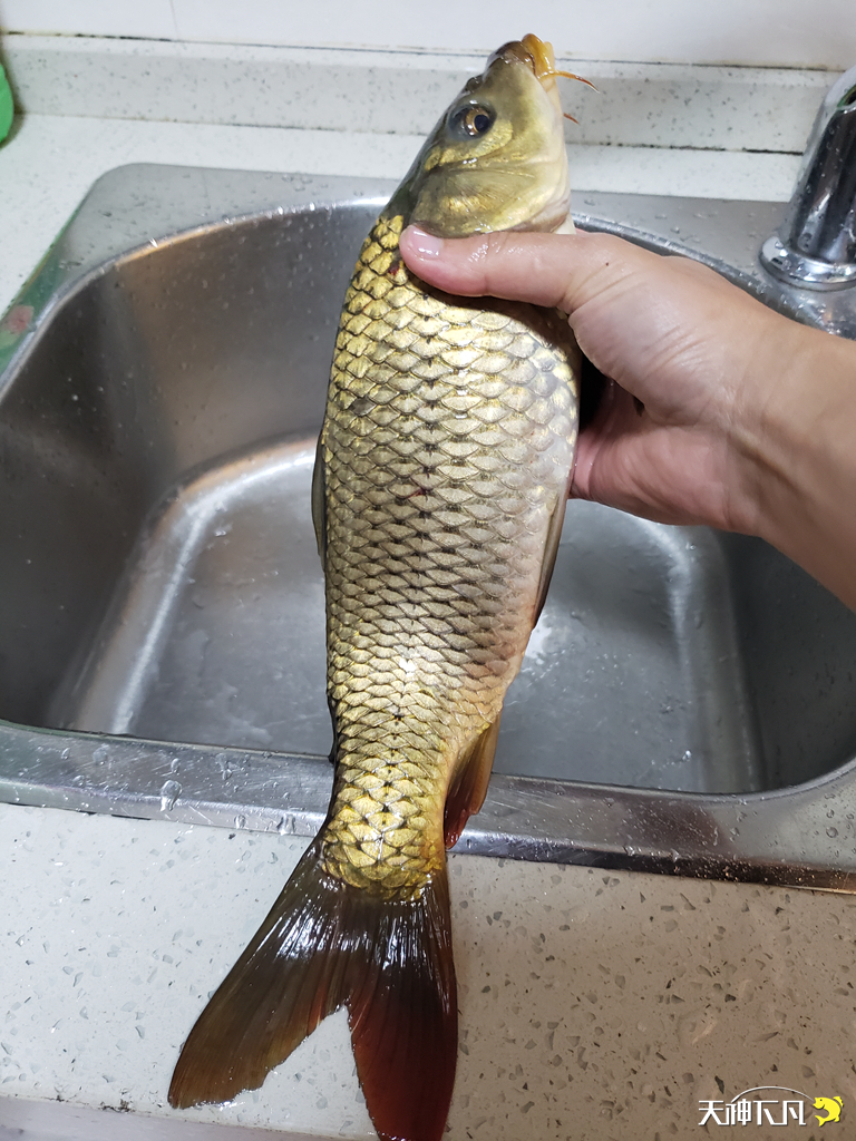 凤凰涅盘浴火重生对火的崇拜,凤凰涅盘浴火重生需要的是勇气