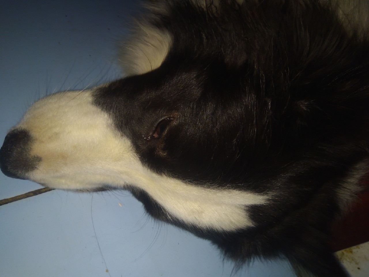 竹制并继竿制作教程,用什么竹子做并继竿最好