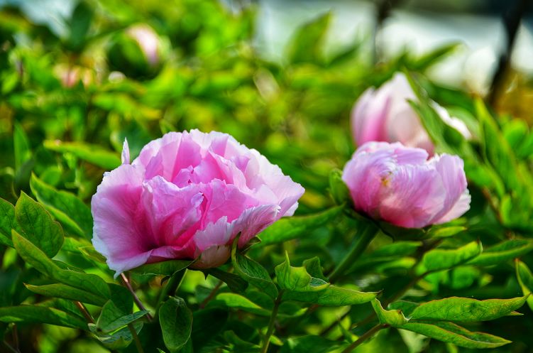 花都开好了来赏花,洛阳去哪里赏牡丹花