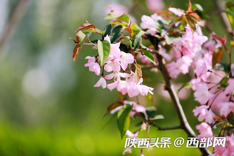 西安浐灞欧亚中学最新消息,春天里的陕西