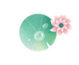 微山湖可以观赏的荷花,七月微山湖荷花盛放简直美到爆