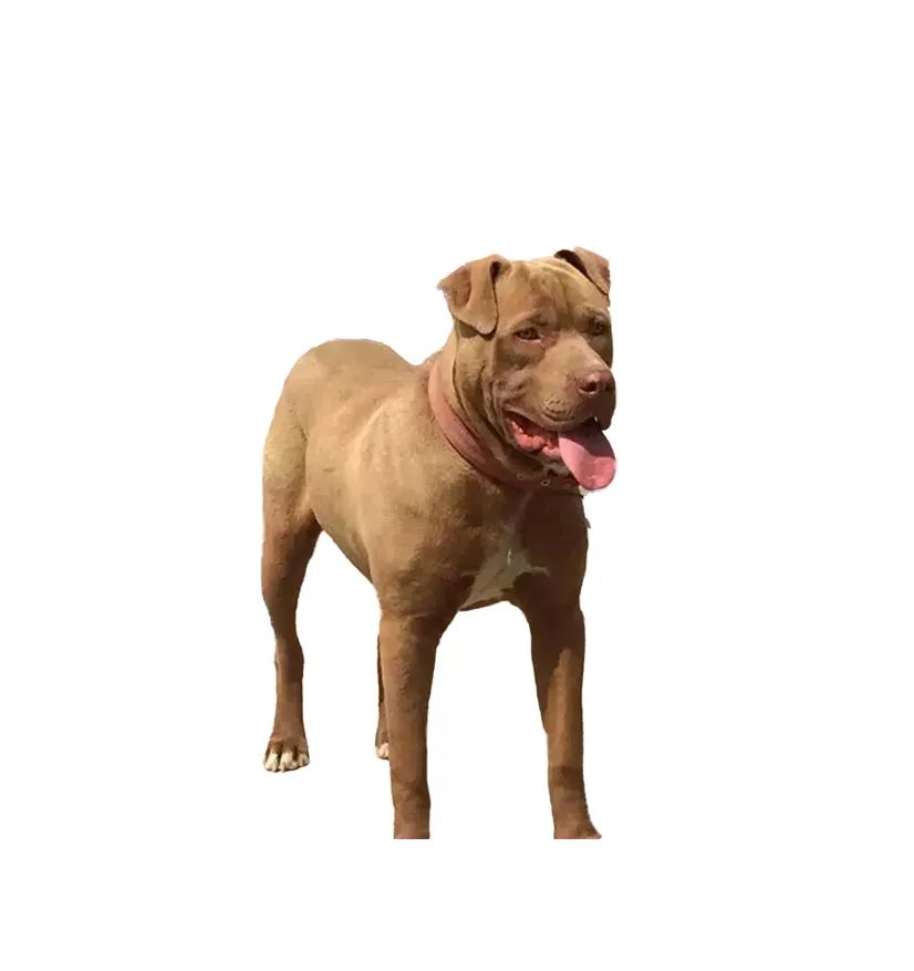 「FM889」定了！这48类烈性犬在滨州城市建成区禁养！5月1日起施行