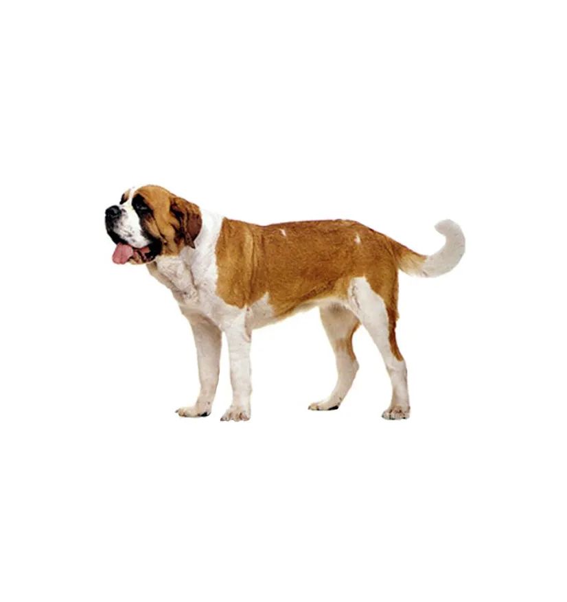 「FM889」定了！这48类烈性犬在滨州城市建成区禁养！5月1日起施行